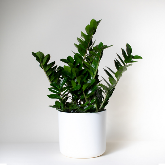 Arist Name 2 Goes Here